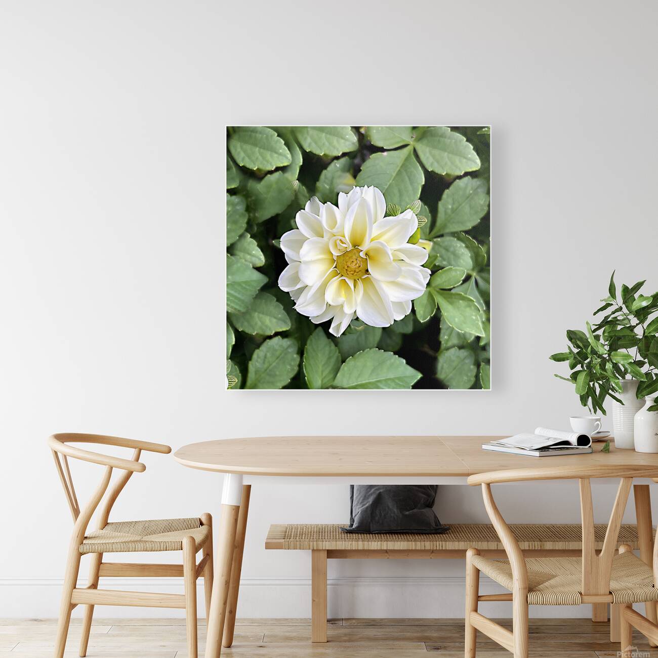 Elegance Reproduction