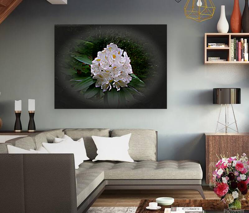 Bold  Beautiful Reproduction
