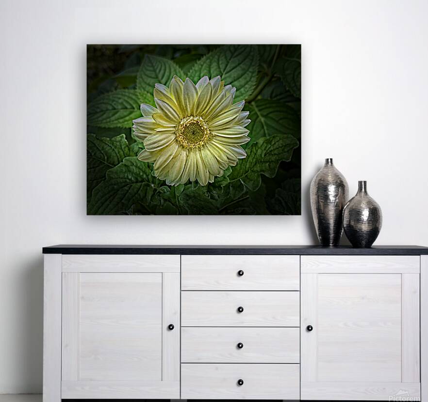 Bold Beautiful Reproduction