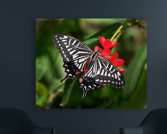 Zebra Swallow Tail Reproduction