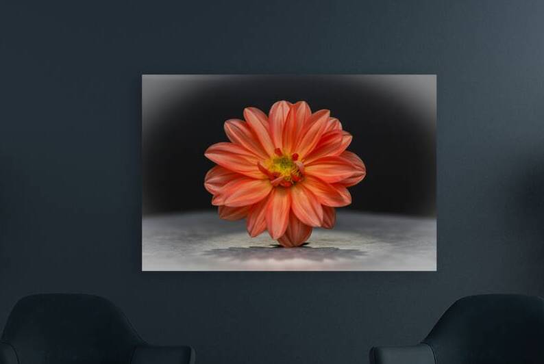 Bold Beautiful Reproduction