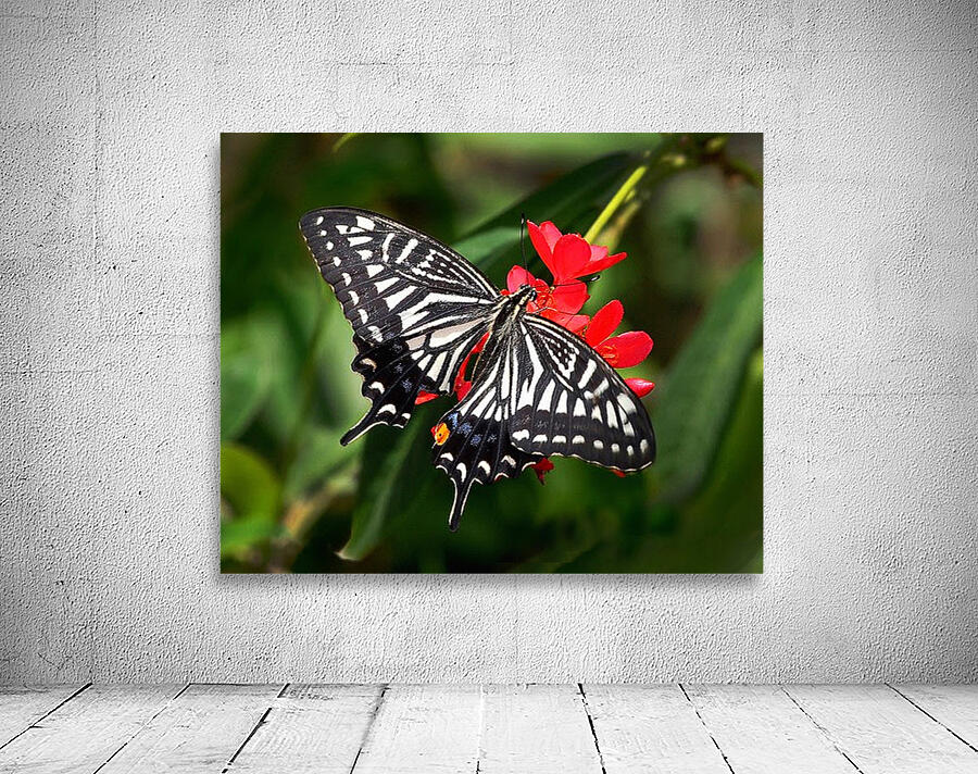 Zebra Swallow Tail Wall Preview
