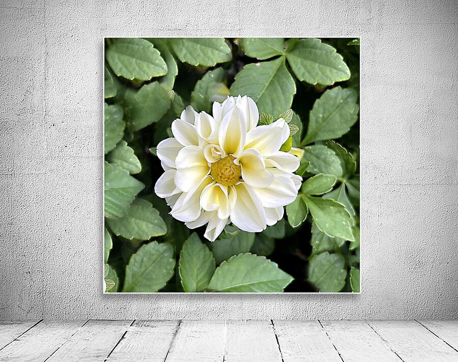Elegance Wall Preview
