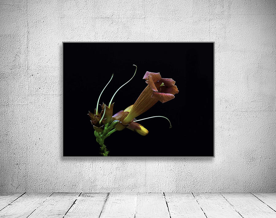 Pure Elegance Wall Preview