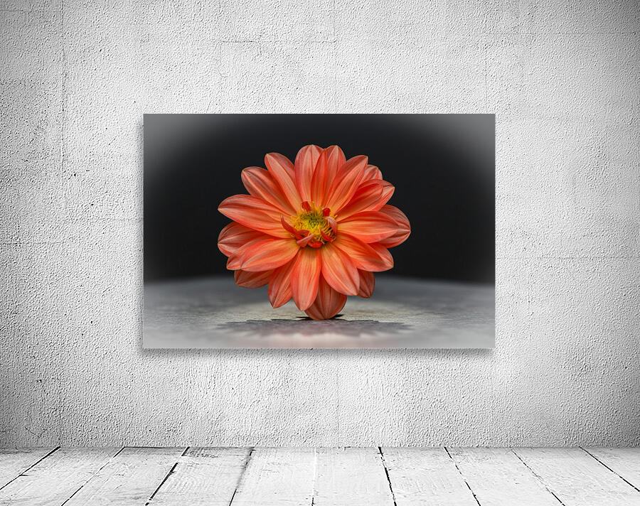 Bold Beautiful Wall Preview