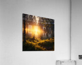 Golden Hour Over a Peaceful Forest amazing serene landscape Acrylic Print