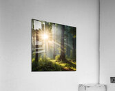 Sunlight Filtering Through Forest Trees amazing serene landscape Acrylic Print