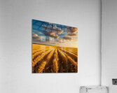 Golden Wheat Fields Under a Clear Sky amazing serene landscape Acrylic Print