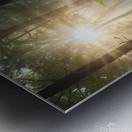 Sunlight Filtering Through Forest Trees amazing serene landscape Metal print