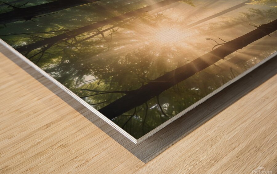 Sunlight Filtering Through Forest Trees amazing serene landscape Wood print