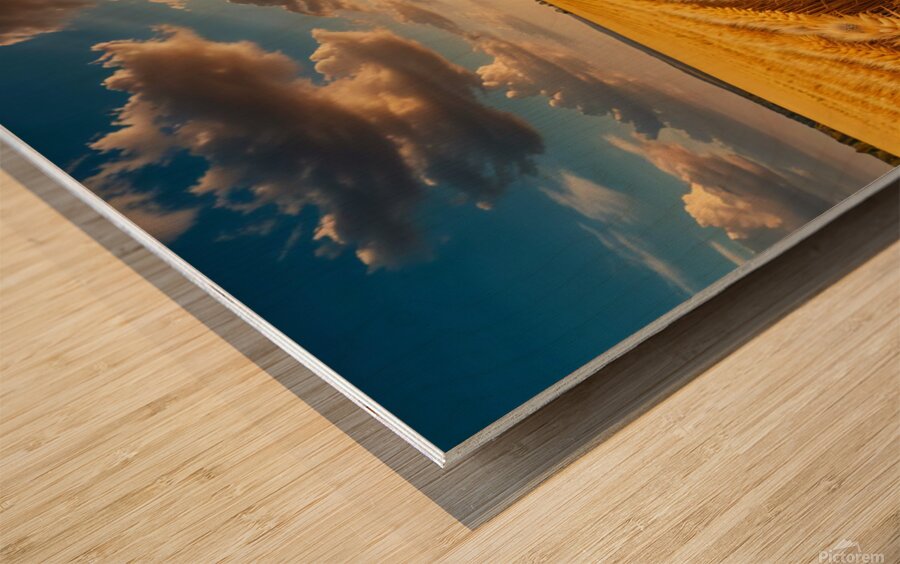 Golden Wheat Fields Under a Clear Sky amazing serene landscape Wood print