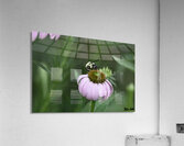 Bee  1 Acrylic Print