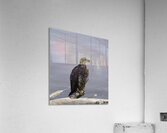Juvenile Bald Eagle 1 Acrylic Print