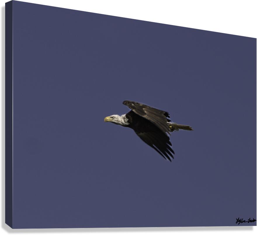 Bald Eagle in flight 1 Canvas Print