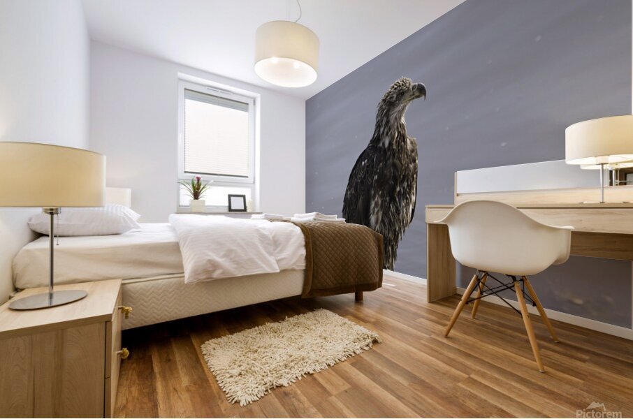 Juvenile Bald Eagle 1 Mural print