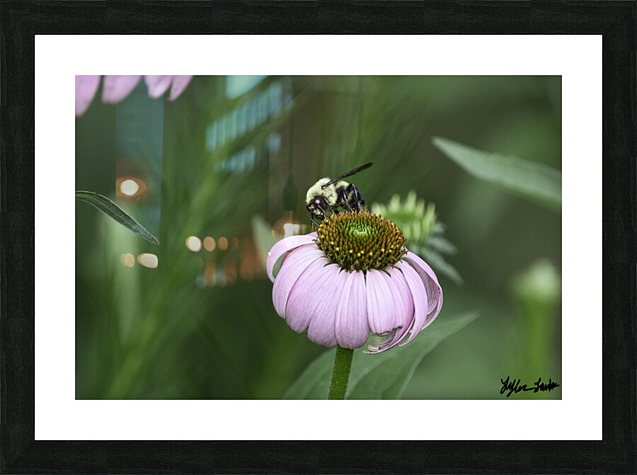 Bee  1 Picture Frame print