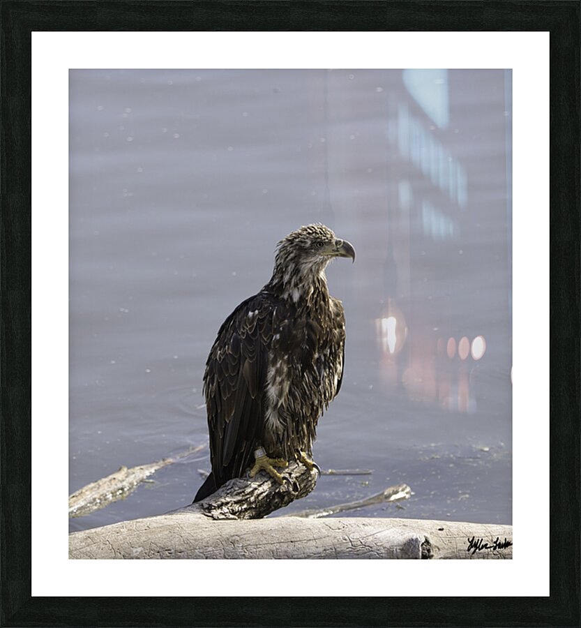 Juvenile Bald Eagle 1 Picture Frame print