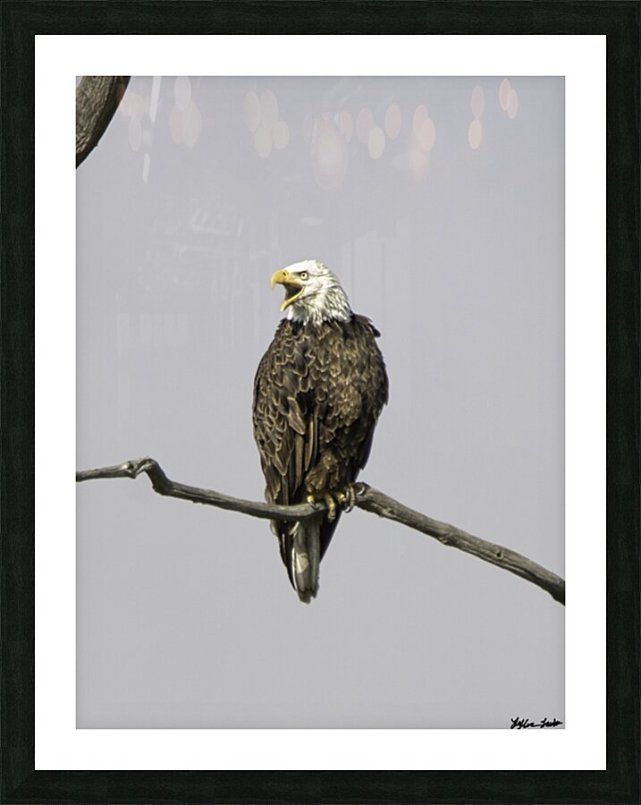  Bald Eagle 1 Picture Frame print
