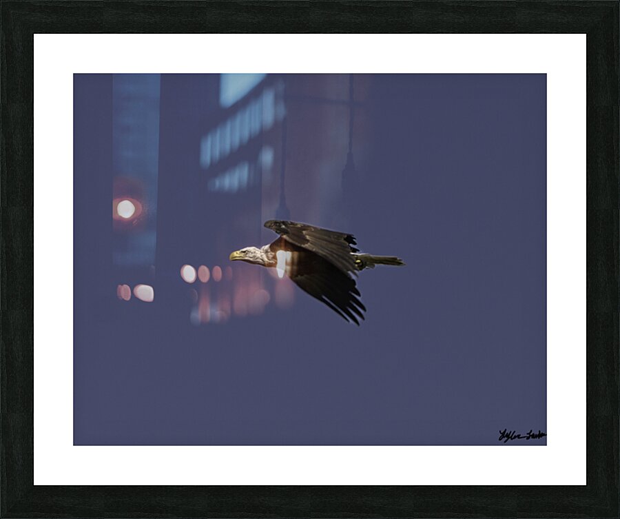 Bald Eagle in flight 1 Picture Frame print