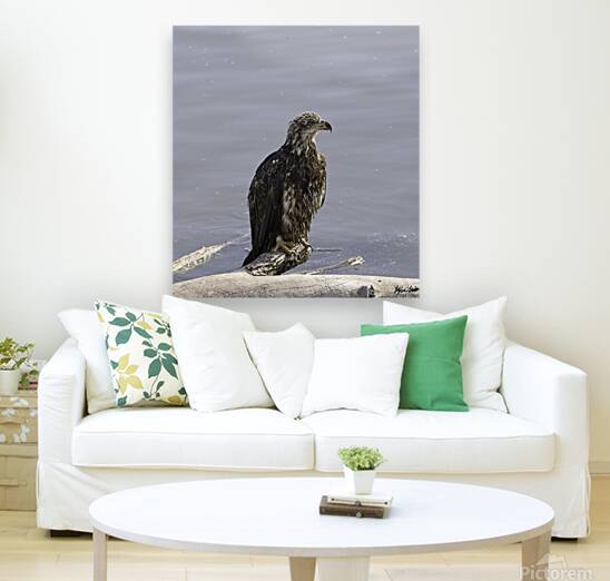 Juvenile Bald Eagle 1 Reproduction