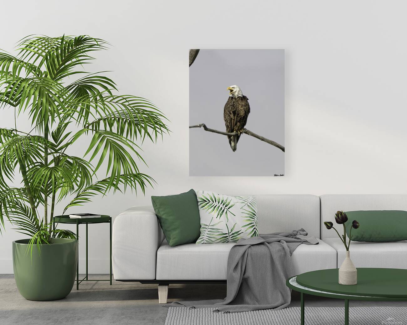  Bald Eagle 1 Reproduction