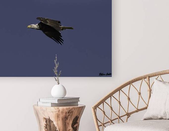 Bald Eagle in flight 1 Reproduction