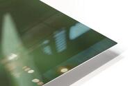 Bee  1 HD Metal print