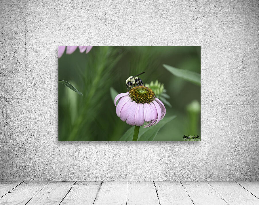 Bee  1 Wall Preview