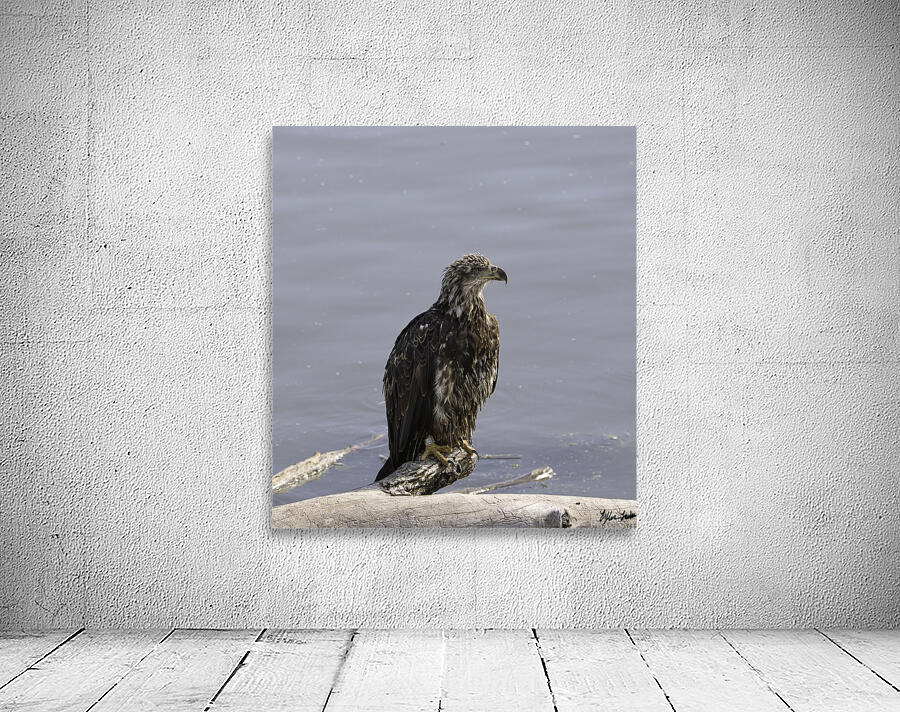 Juvenile Bald Eagle 1 Wall Preview