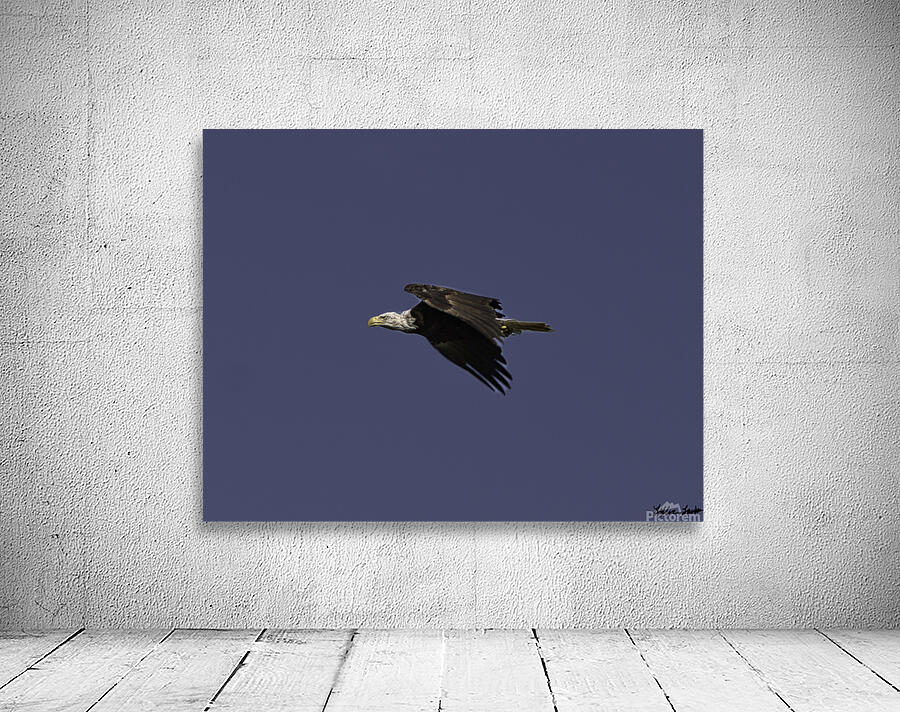 Bald Eagle in flight 1 Wall Preview