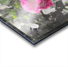 pink rose Acrylic print
