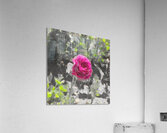 pink rose Acrylic Print