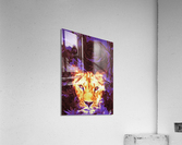 lioness musician Acrylic Print