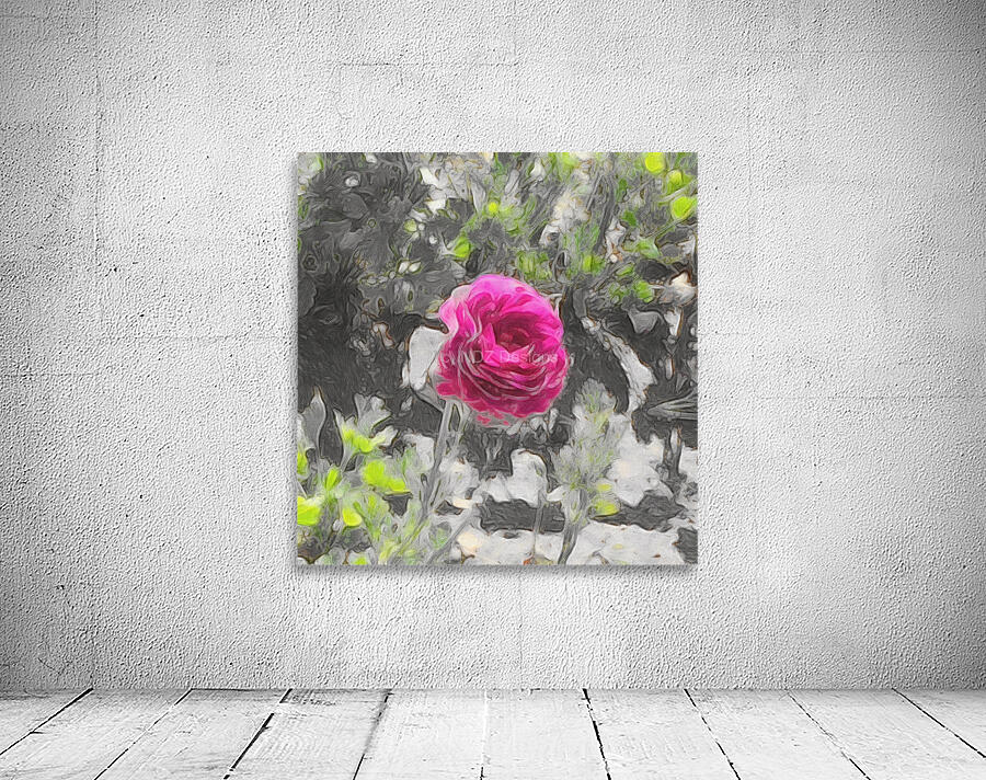 pink rose Wall Preview