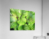 HC0281    Acrylic Print