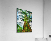 HC0293 Acrylic Print