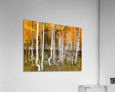 HC0313 Acrylic Print