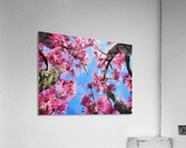 HC0294 Acrylic Print