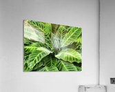 HC0283 Acrylic Print