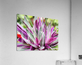 HC0285 Acrylic Print