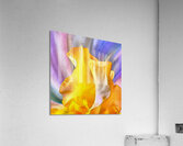 HC0946    Acrylic Print