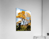 HC0874    Acrylic Print