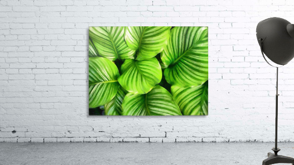 HC0281    Wall Preview