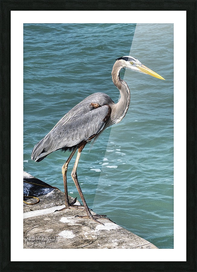 FLBirds3PRS Picture Frame print