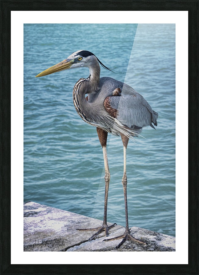 FLBirds4PRS Picture Frame print