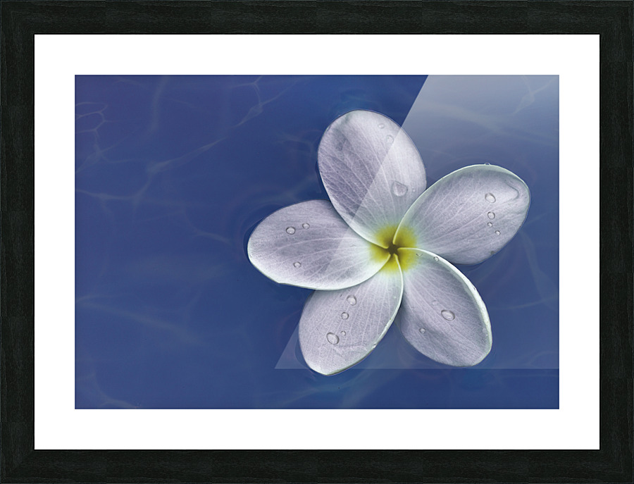 Floating Flower Picture Frame print