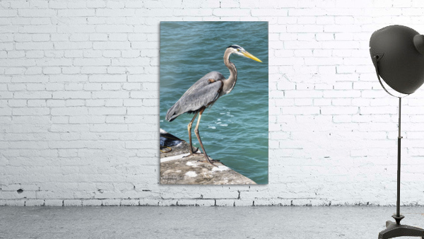 FLBirds3PRS Wall Preview