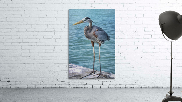 FLBirds4PRS Wall Preview