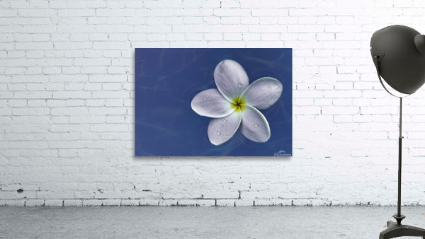 Floating Flower Wall Preview