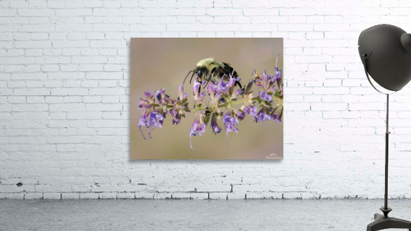 2BUGS Wall Preview